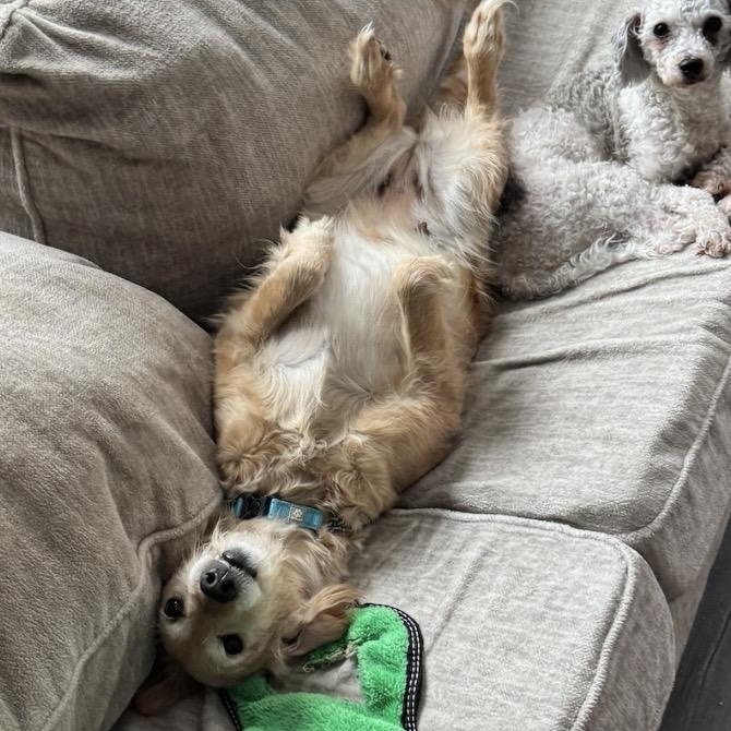 Honey, a ADOPTABLE mixed breed in Rochester, NY image 3/4