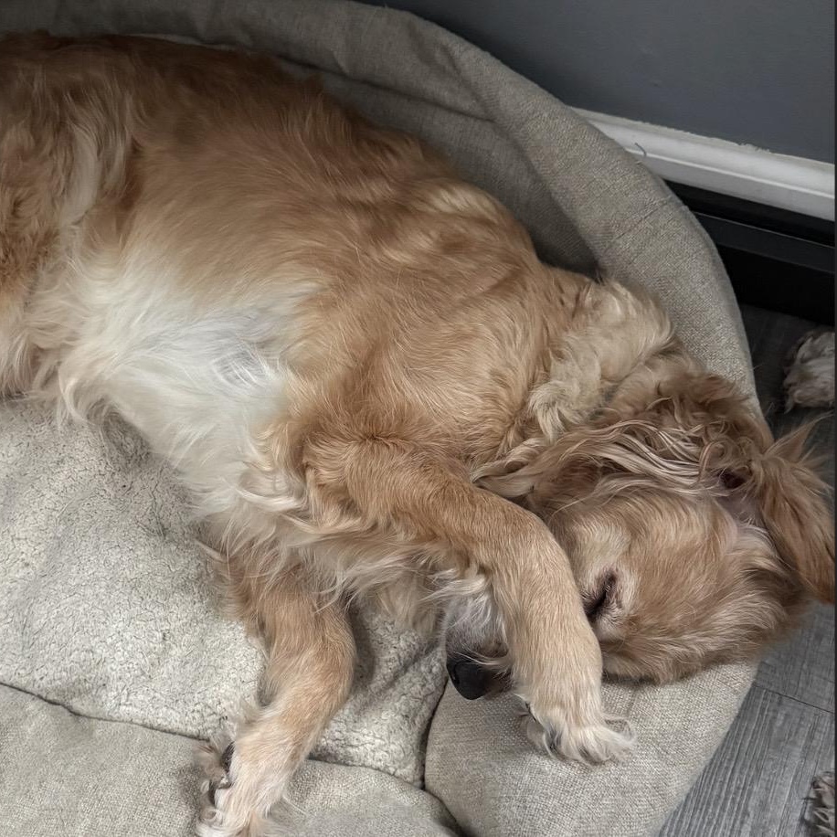 Honey, a ADOPTABLE mixed breed in Rochester, NY image 4/4