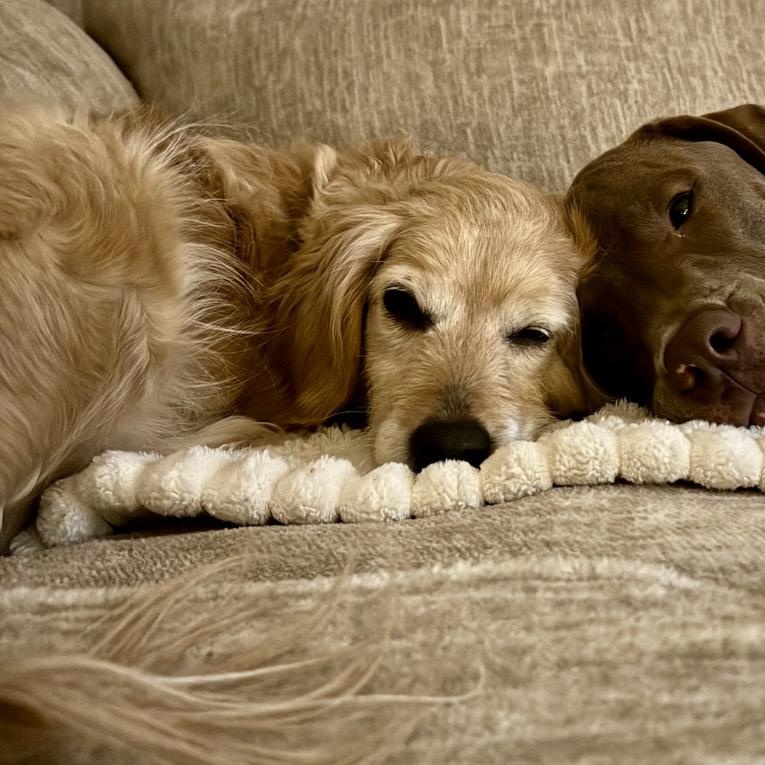 Honey, a ADOPTABLE mixed breed in Rochester, NY image 2/4