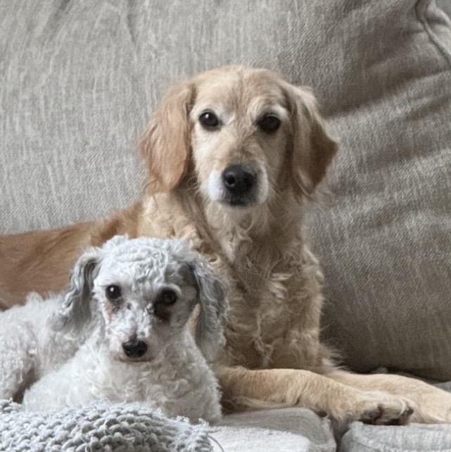 Honey, ADOPTABLE, Adult Female Goldendoodle.