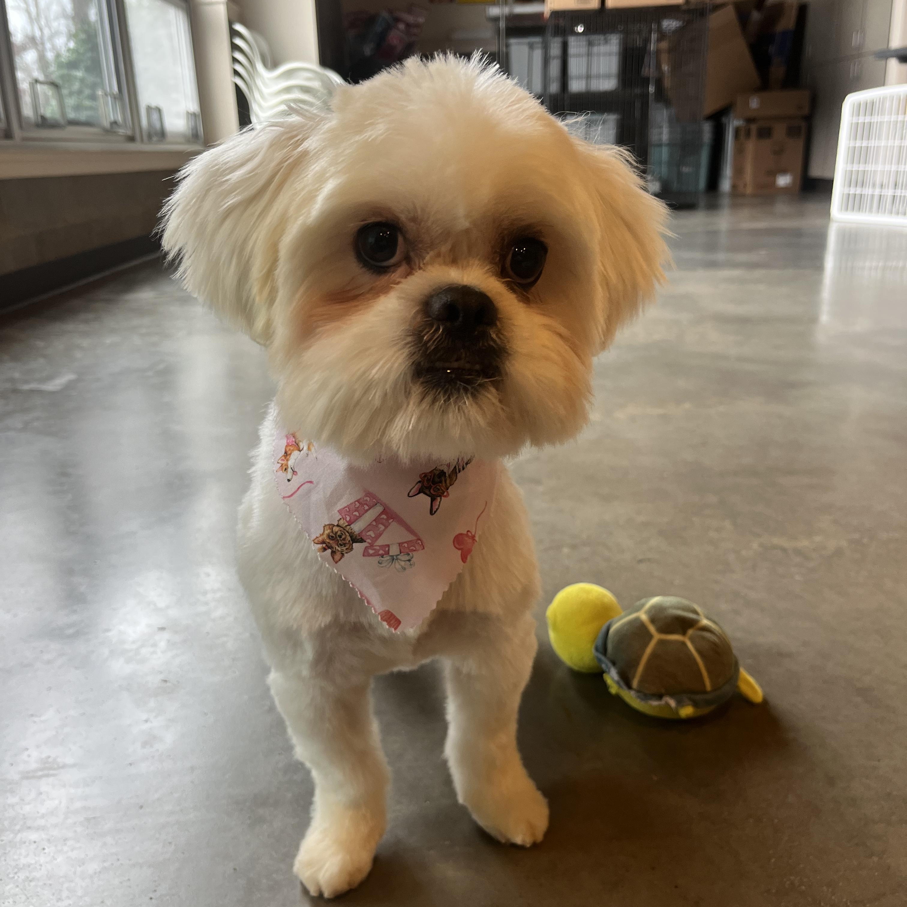 Enlarge Snow, a ADOPTABLE Shih Tzu in Salisbury, NC image 5/6