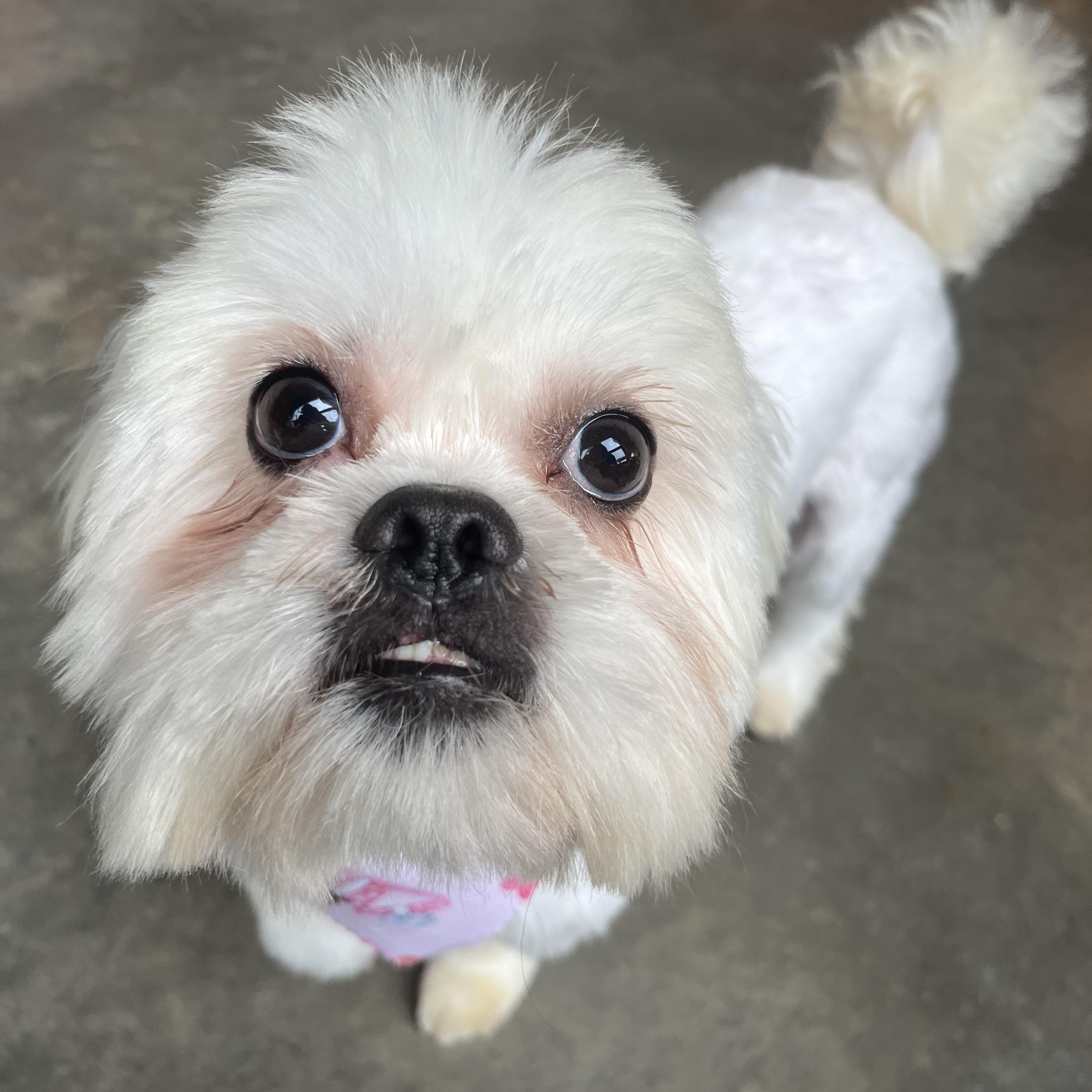 Enlarge Snow, a ADOPTABLE Shih Tzu in Salisbury, NC image 3/6