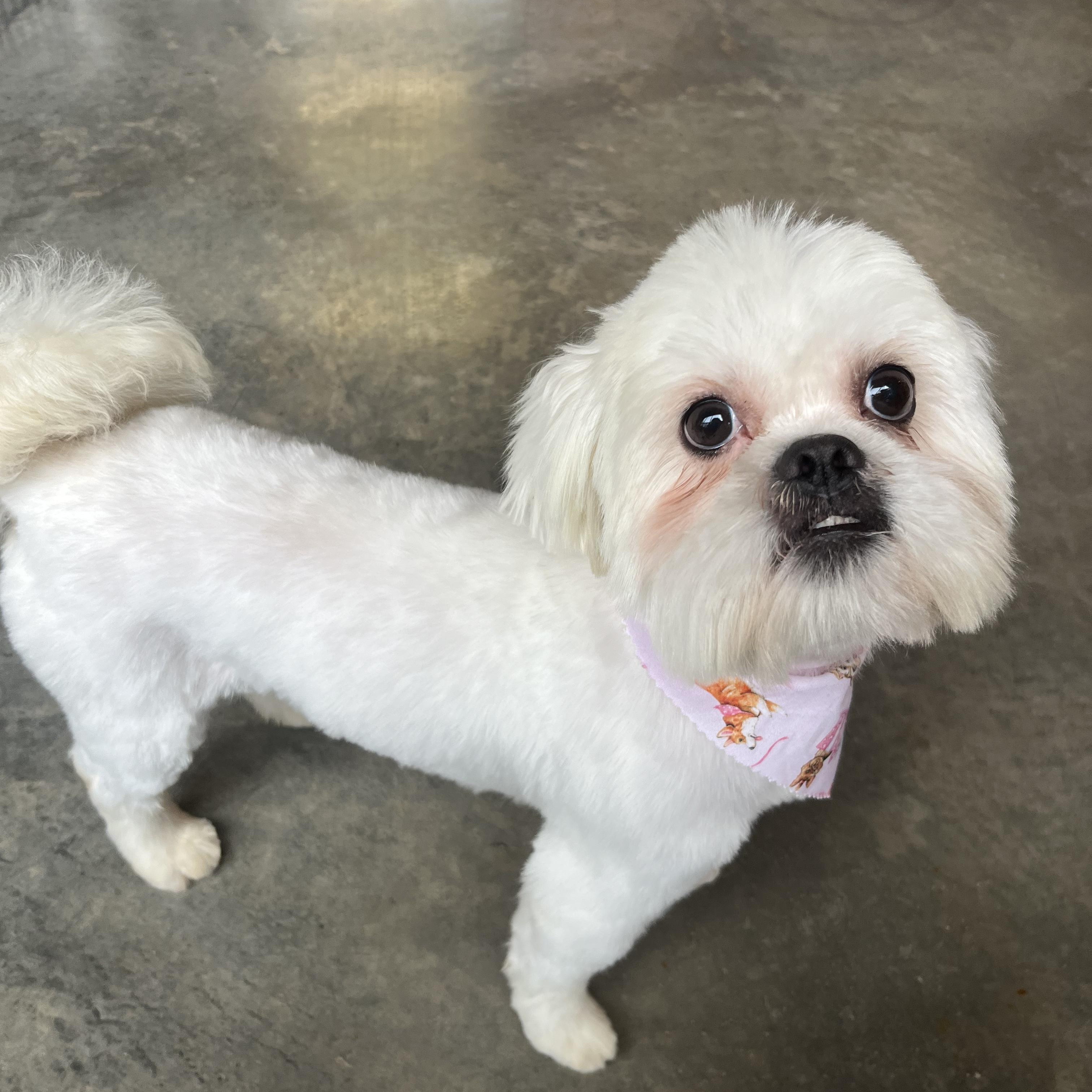 Enlarge Snow, a ADOPTABLE Shih Tzu in Salisbury, NC image 2/6