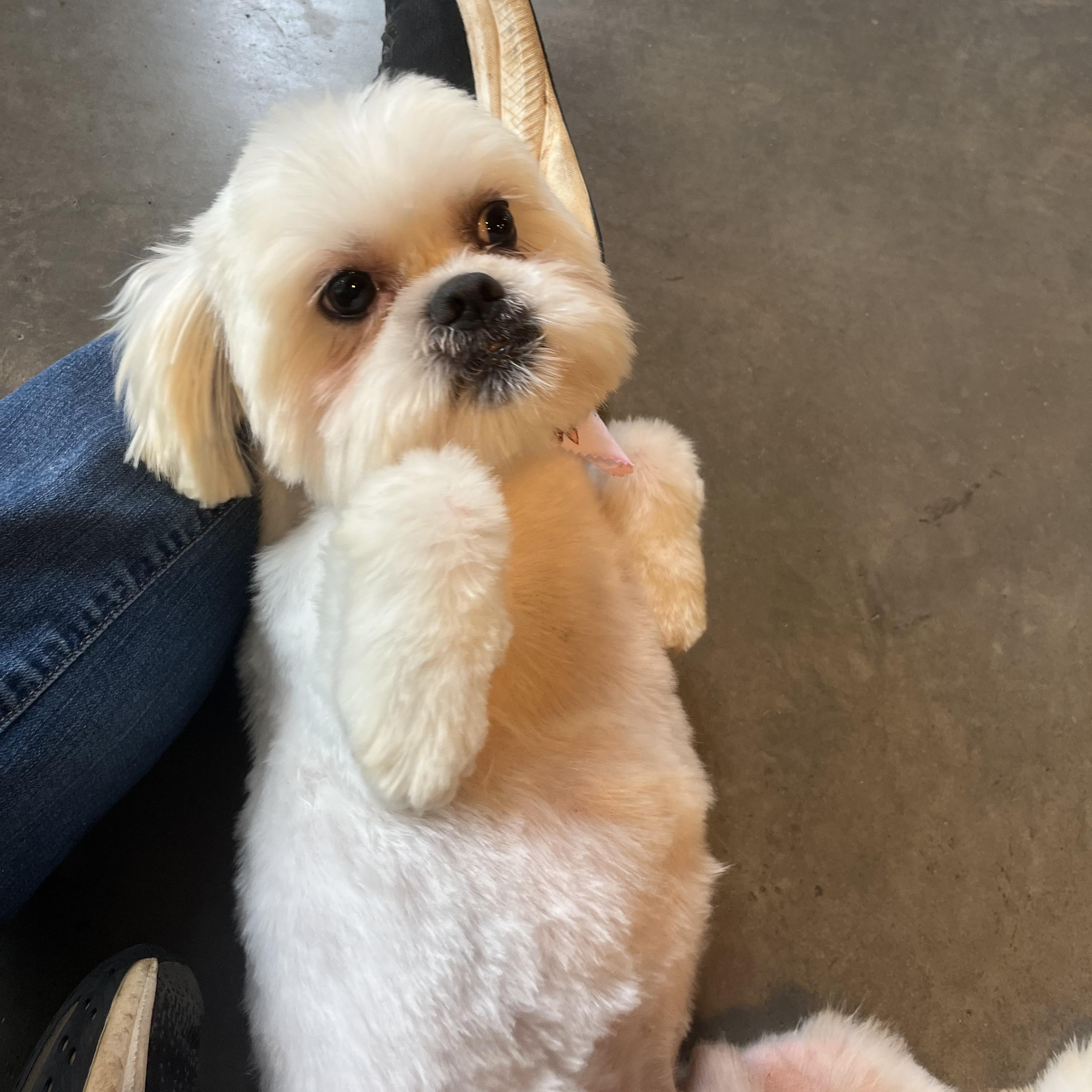 Enlarge Snow, a ADOPTABLE Shih Tzu in Salisbury, NC image 1/6