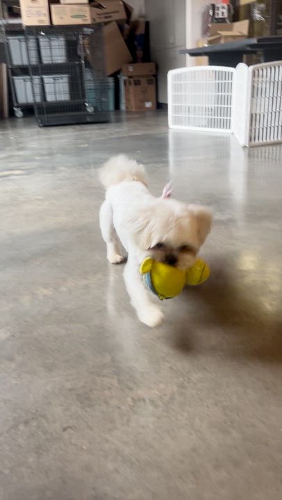 Enlarge Snow, a ADOPTABLE Shih Tzu in Salisbury, NC video 4/6