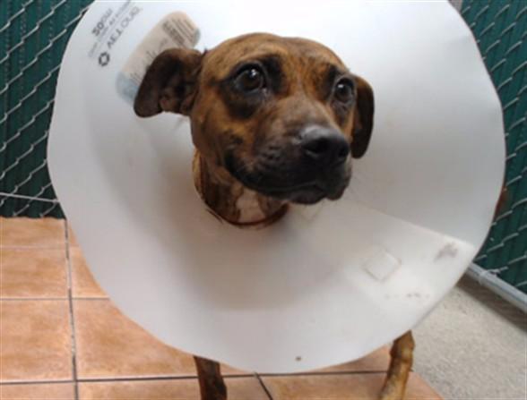 NYLA, Adoptable, Young Female Pit Bull Terrier.