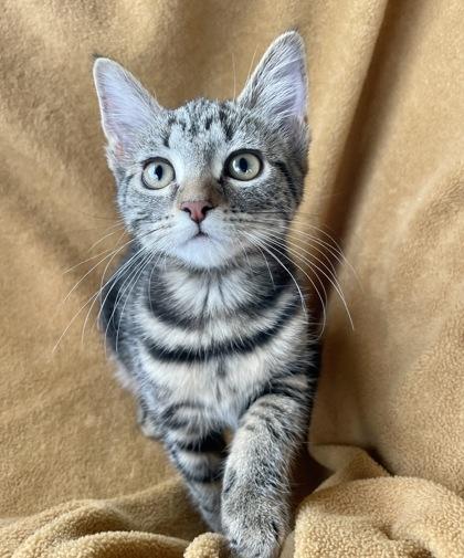 Enlarge Ivy, a ADOPTABLE Domestic Short Hair in Cranbrook, BC image 1/2