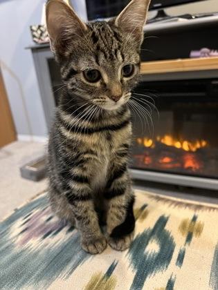 Enlarge Ivy, a ADOPTABLE Domestic Short Hair in Cranbrook, BC image 2/2