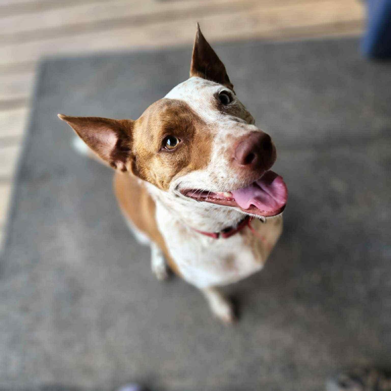Red, a Adoptable mixed breed in Cedar Rapids, IA image 1/6