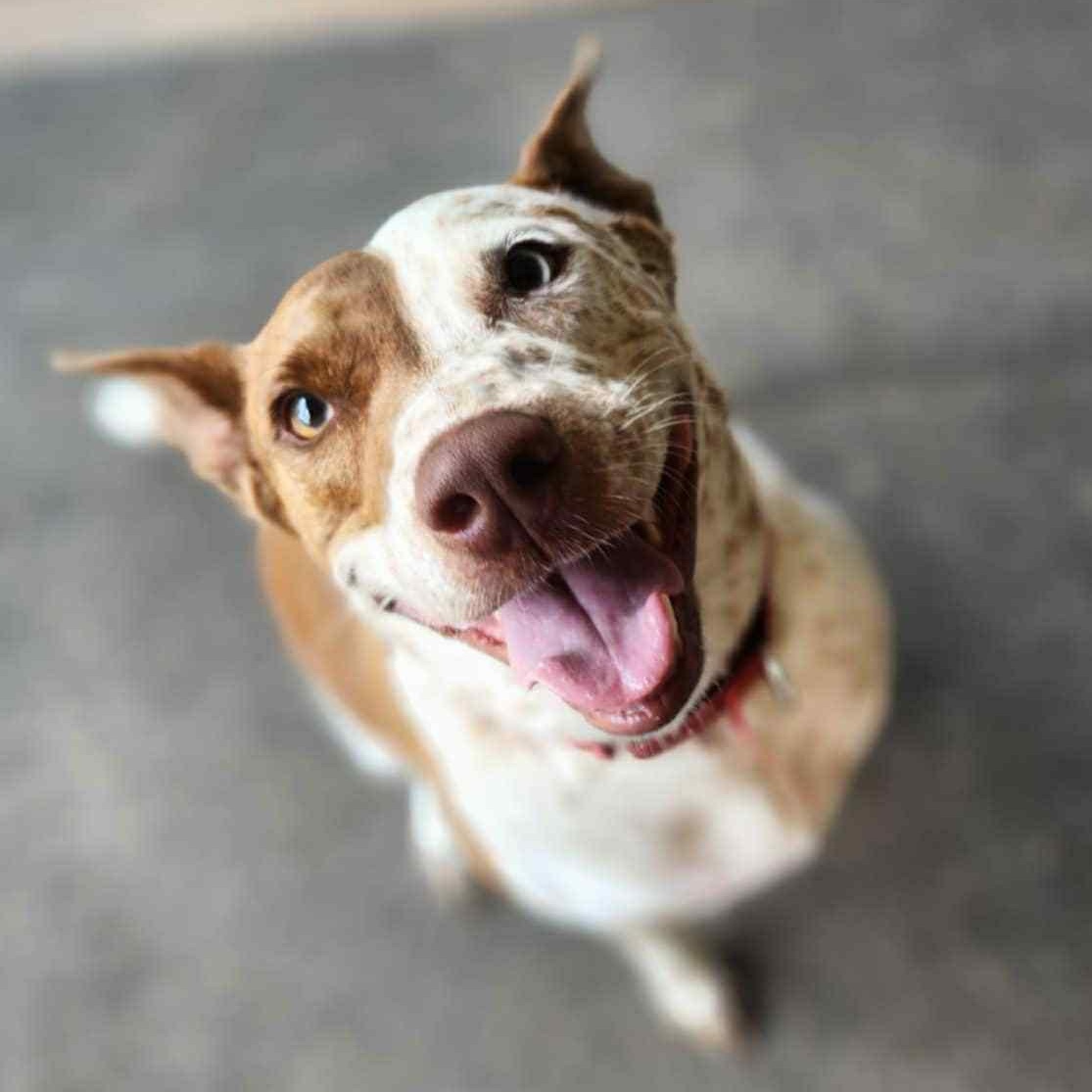 Red, a Adoptable mixed breed in Cedar Rapids, IA image 3/6