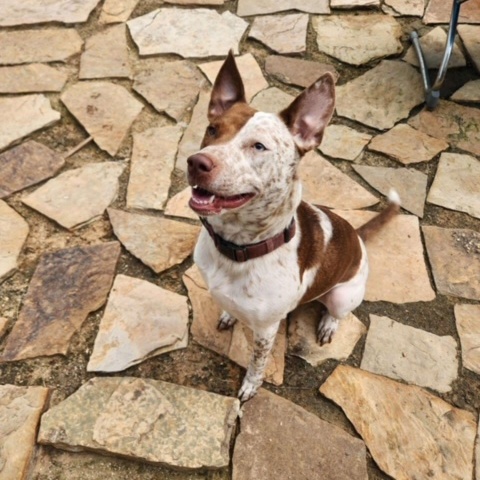Red, a Adoptable mixed breed in Cedar Rapids, IA image 4/6