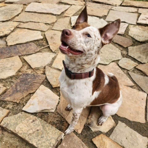 Red, a Adoptable mixed breed in Cedar Rapids, IA image 5/6