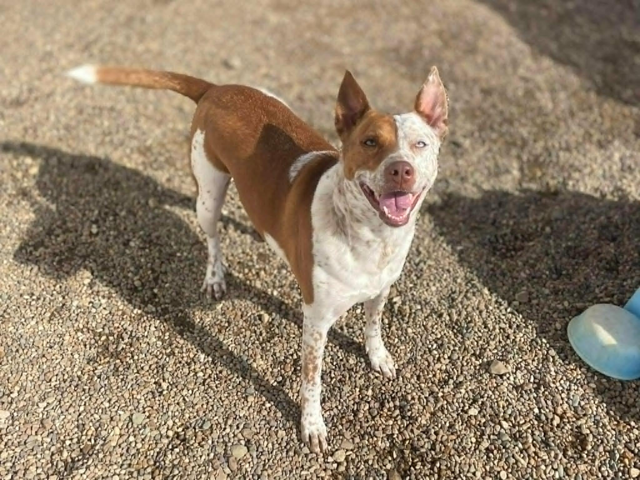 Red, Adoptable, Adult Female Australian Cattle Dog / Blue Heeler & Cattle Dog.