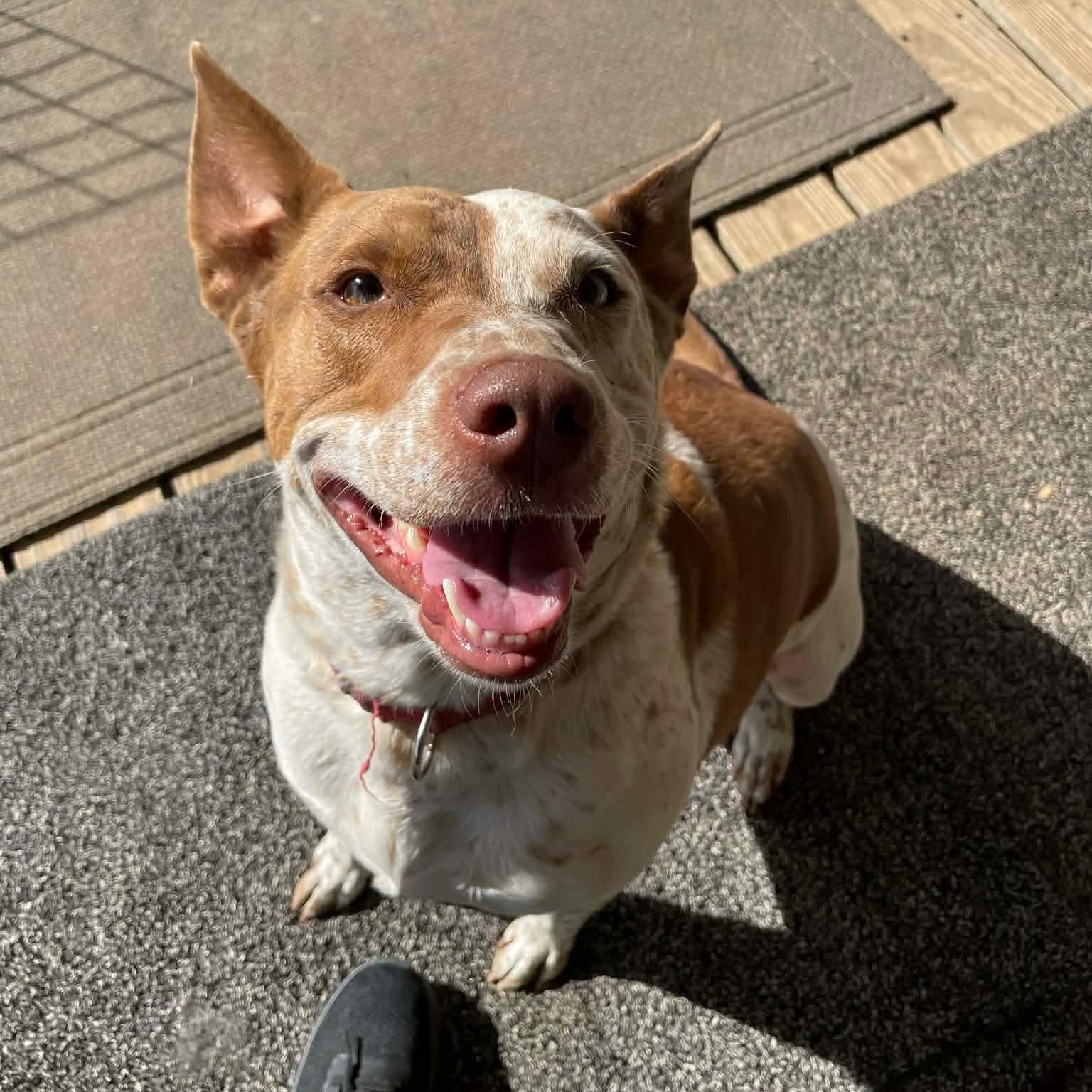 Red, Adoptable, Adult Female Australian Cattle Dog / Blue Heeler & Cattle Dog.