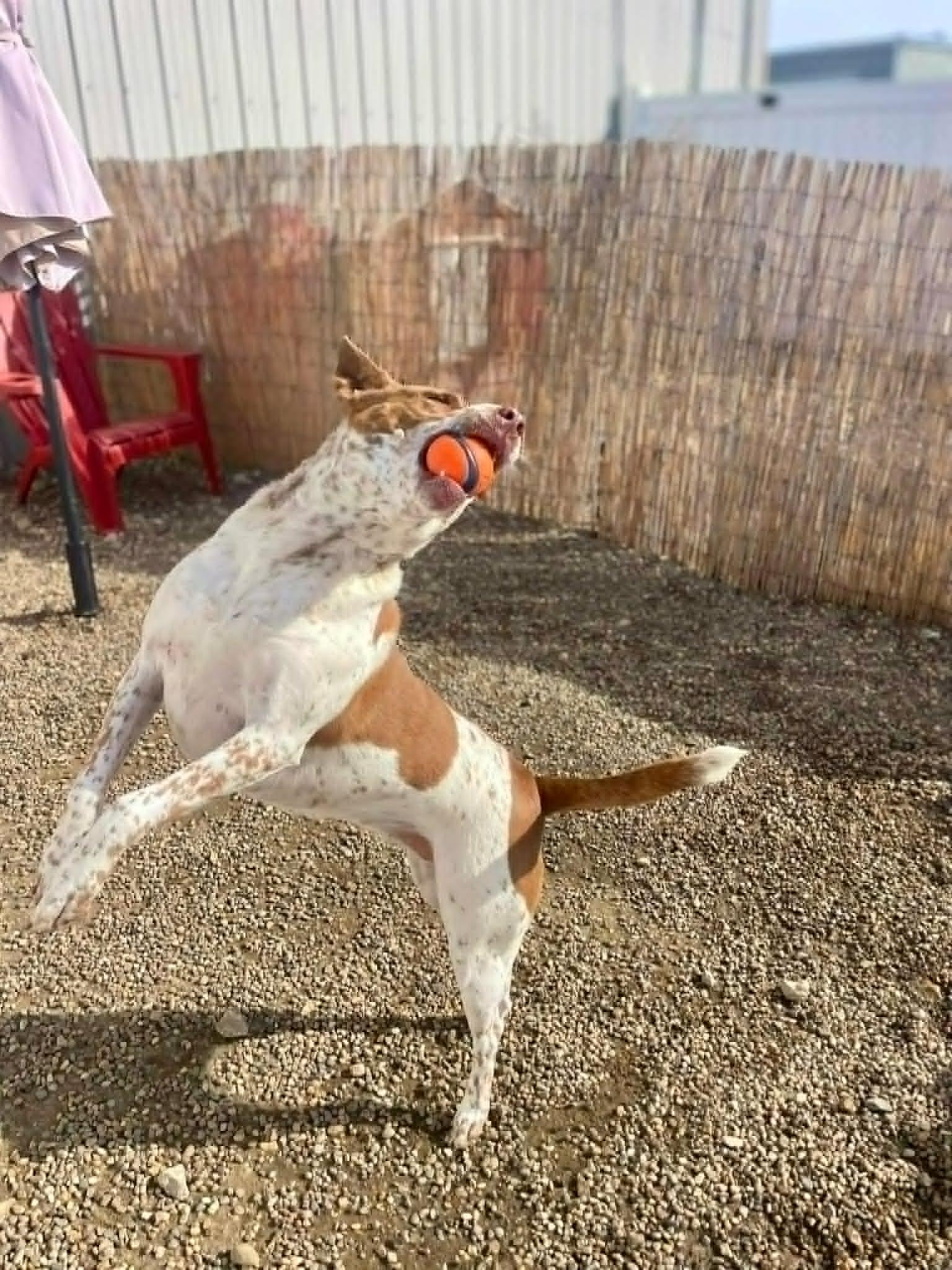 Enlarge Red, a Adoptable mixed breed in Cedar Rapids, IA image 5/6