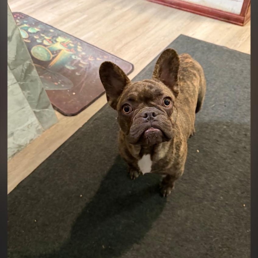 Enlarge Larry , a ADOPTABLE French Bulldog in Oakland, CA image 2/4