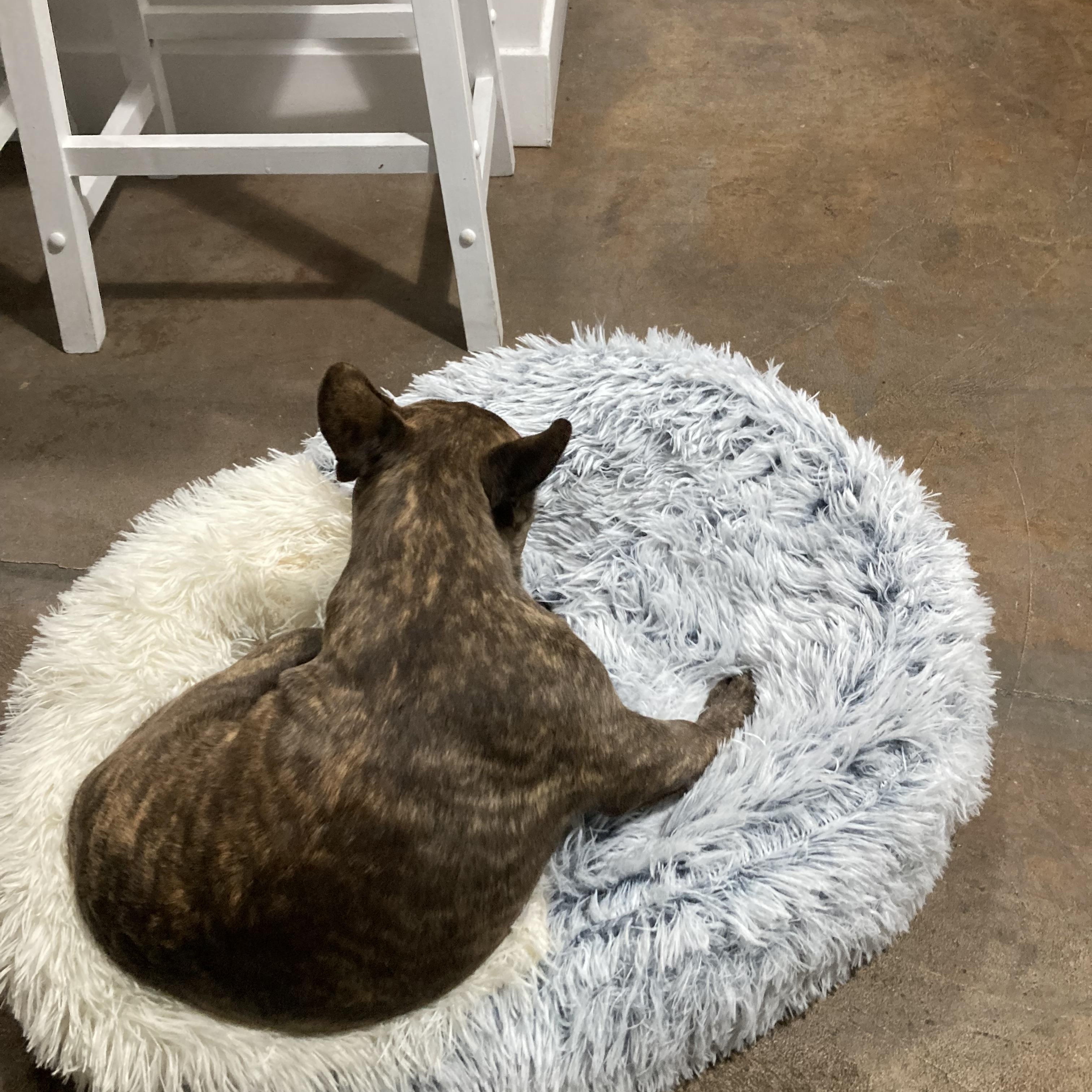 Enlarge Larry , a ADOPTABLE French Bulldog in Oakland, CA image 4/4