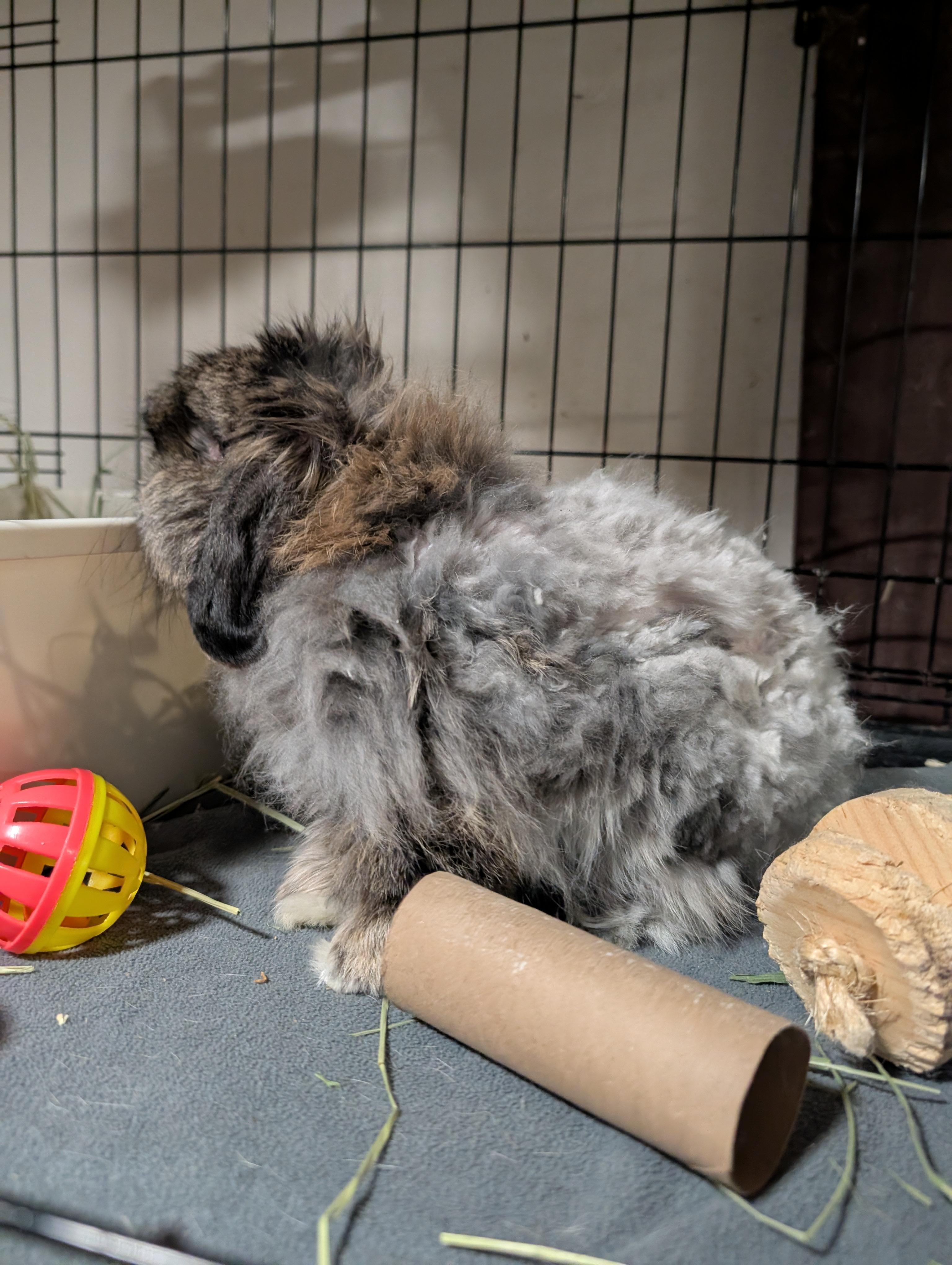 Enlarge Rupert, an adopted Lop Eared in Lake Elsinore, CA image 3/6