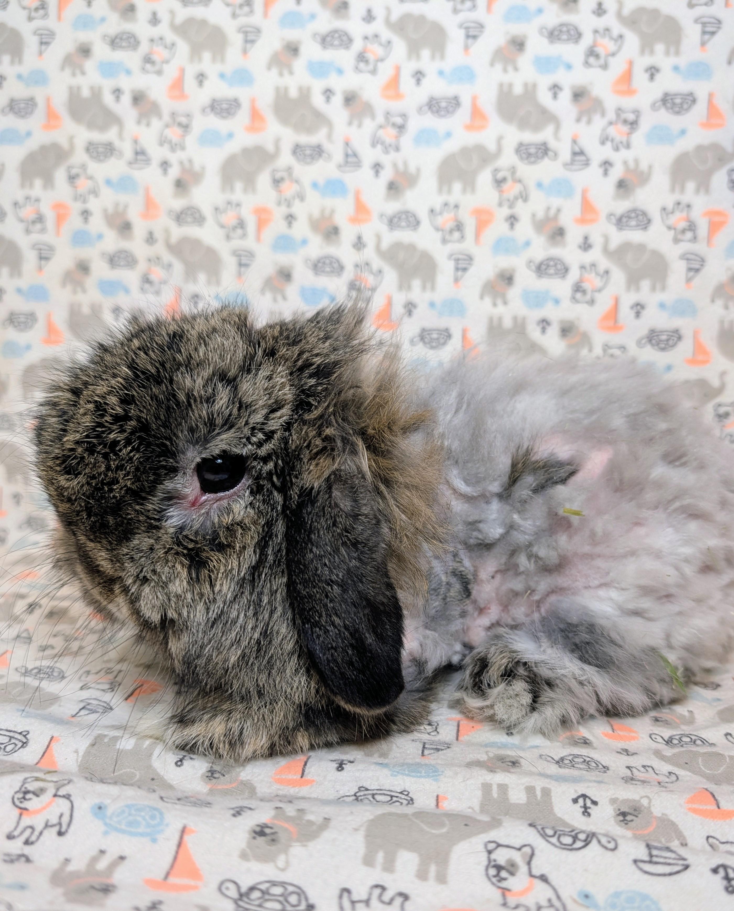 Enlarge Rupert, an adopted Lop Eared in Lake Elsinore, CA image 1/6