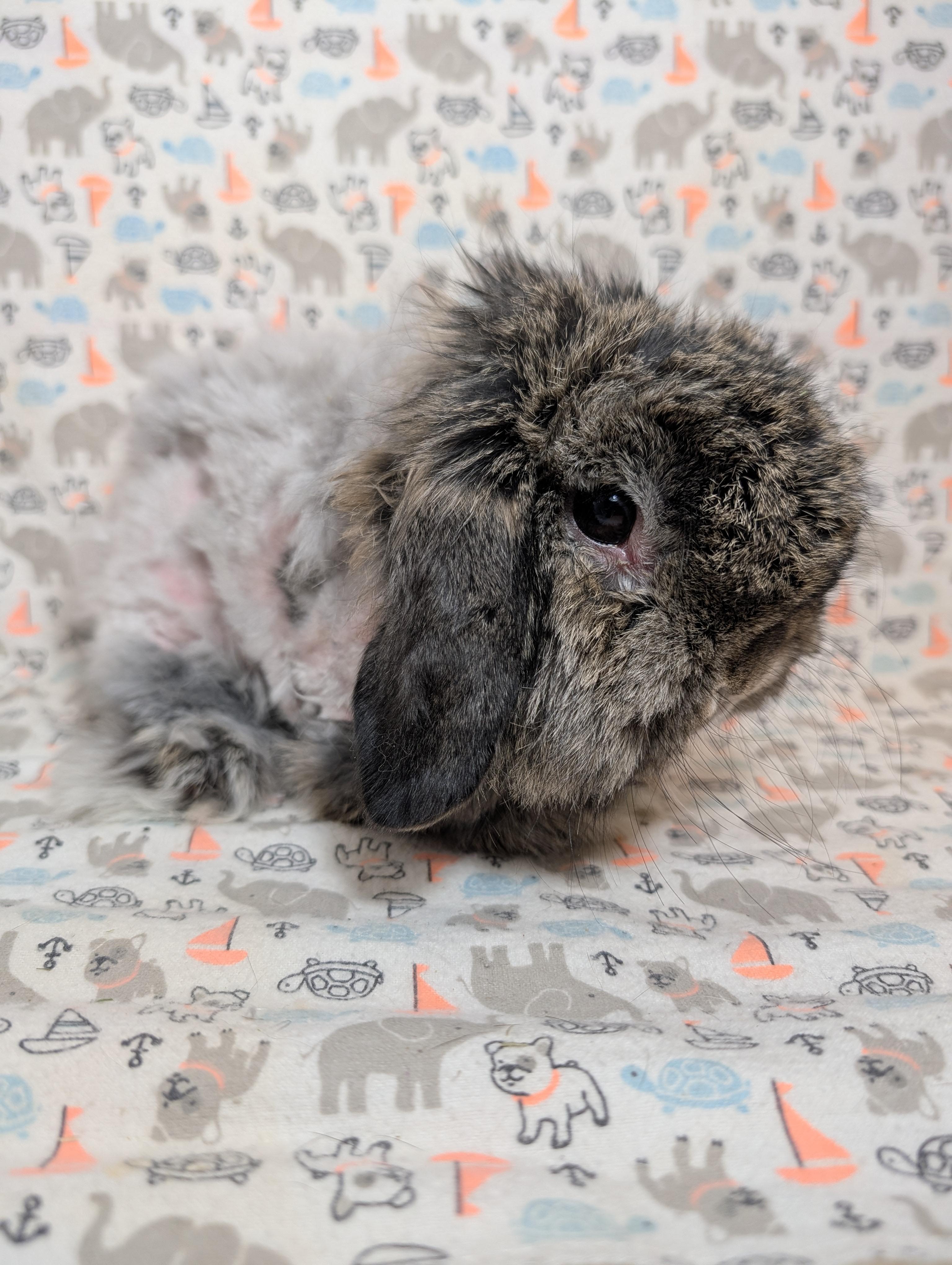 Enlarge Rupert, an adopted Lop Eared in Lake Elsinore, CA image 2/6