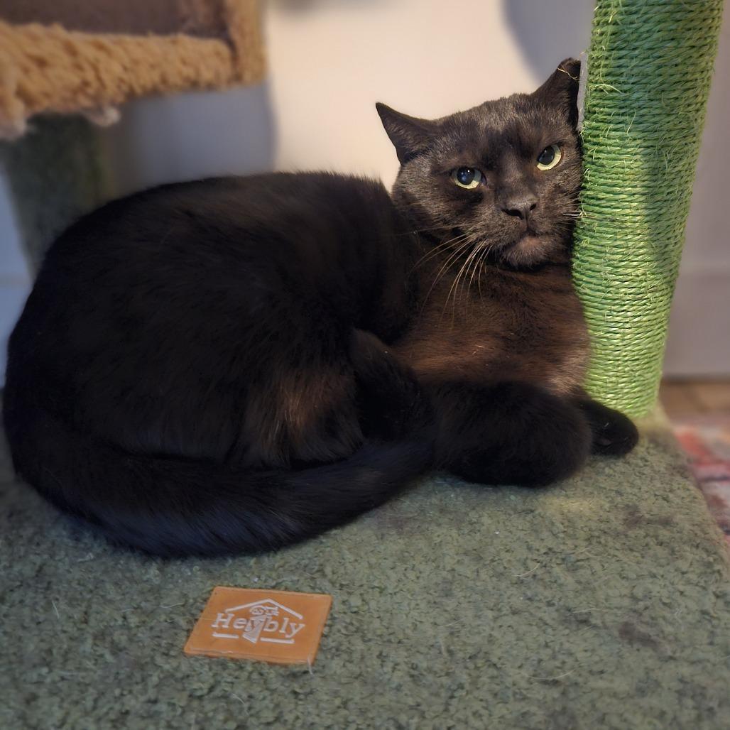 Enlarge Mackey, a Adoptable Domestic Short Hair in Gibsonia, PA image 1/6