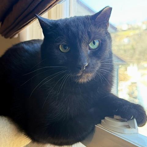 Enlarge Mackey, a Adoptable Domestic Short Hair in Gibsonia, PA image 2/6