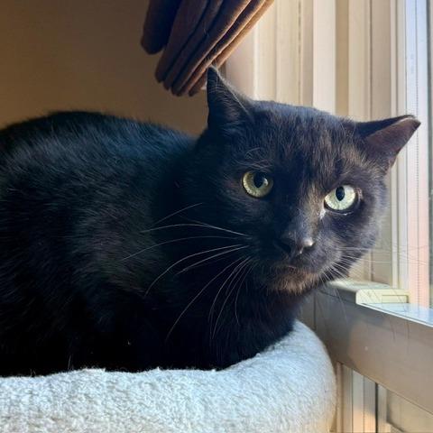 Enlarge Mackey, a Adoptable Domestic Short Hair in Gibsonia, PA image 3/6