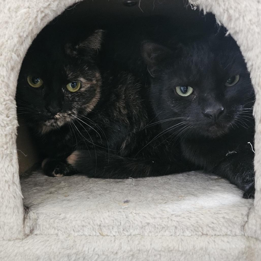 Enlarge Mackey, a Adoptable Domestic Short Hair in Gibsonia, PA image 4/6