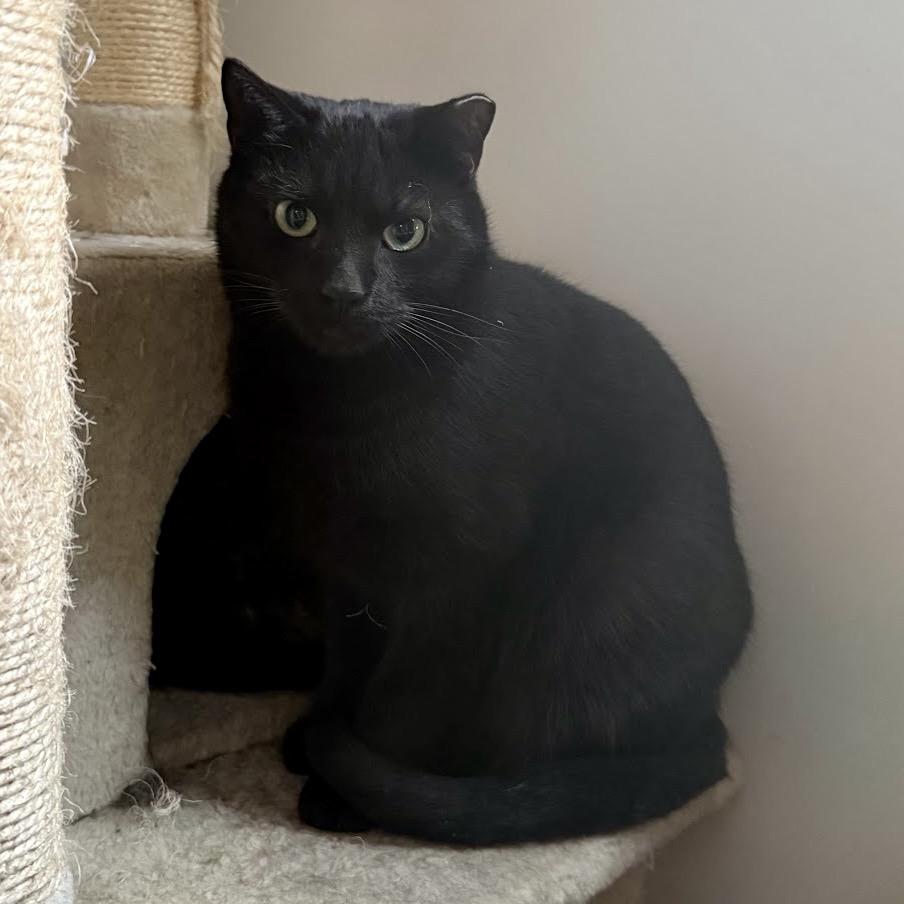 Enlarge Mackey, a Adoptable Domestic Short Hair in Gibsonia, PA image 5/6