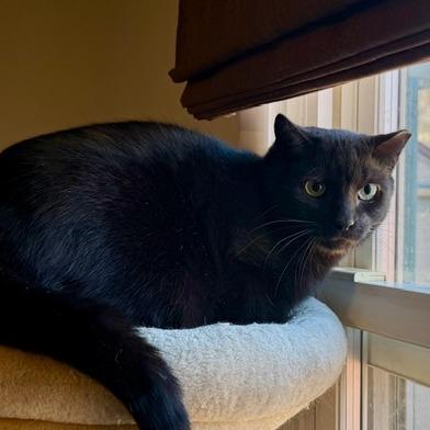 Enlarge Mackey, a Adoptable Domestic Short Hair in Gibsonia, PA image 6/6