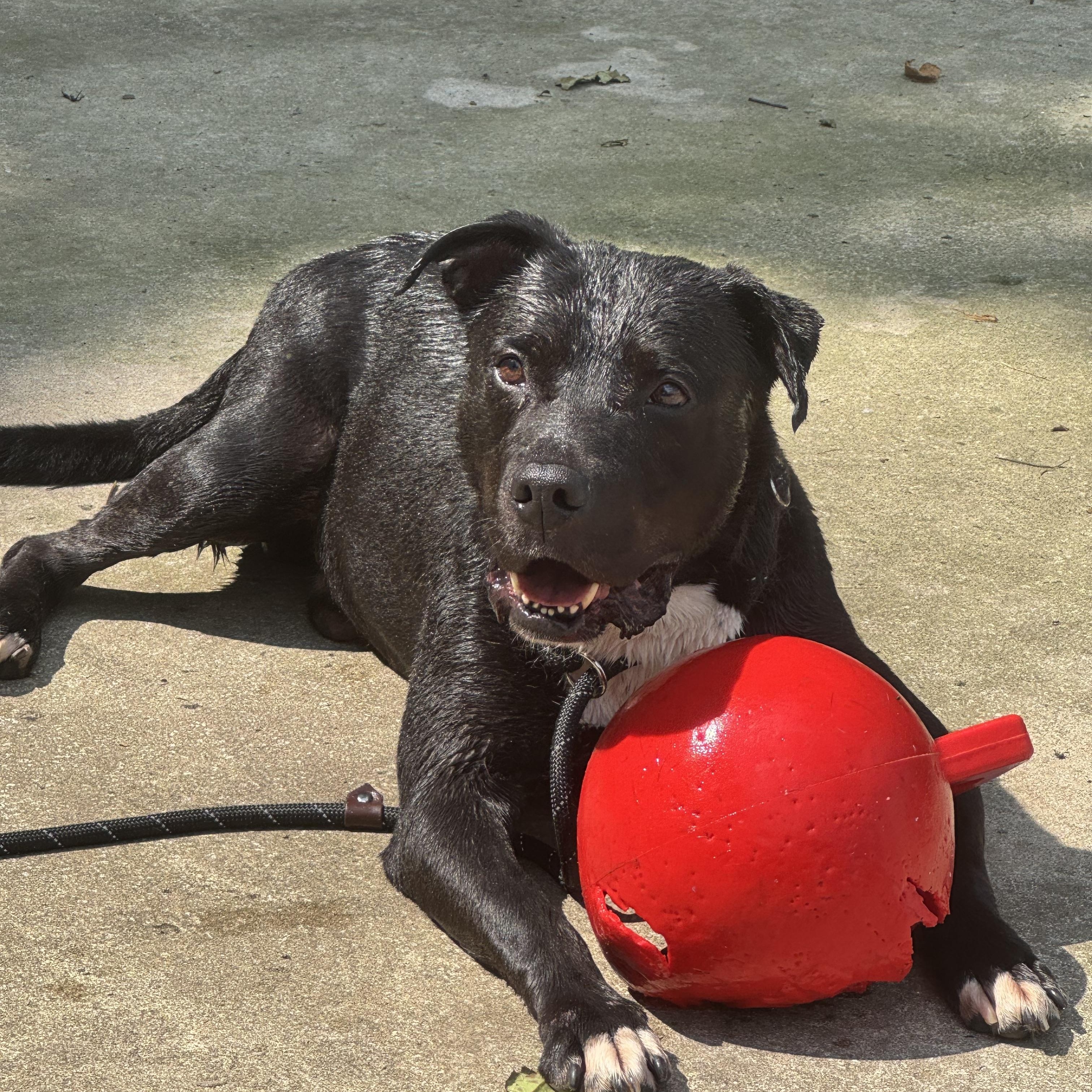 Enlarge Panda, a Adoptable mixed breed in Medina, OH image 3/6