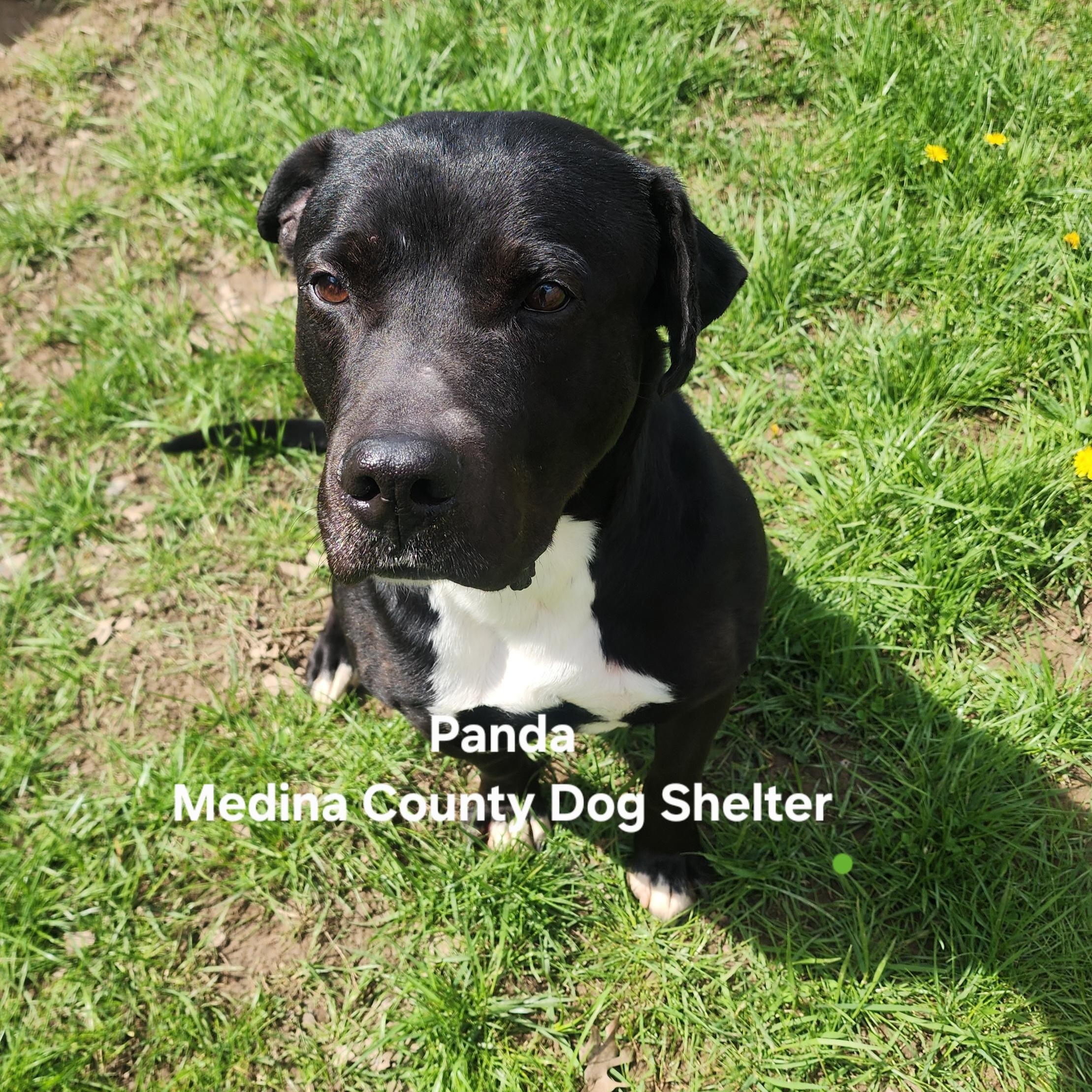 Panda, Adoptable, Adult Male Black Labrador Retriever & Pit Bull Terrier.