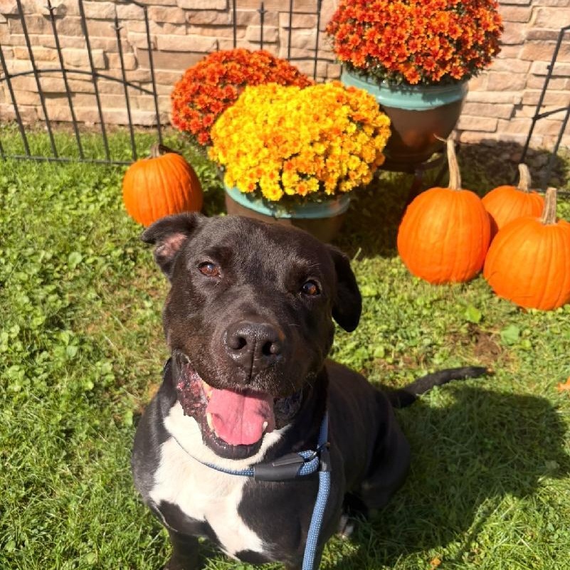 Panda, Adoptable, Adult Male Black Labrador Retriever & Pit Bull Terrier.