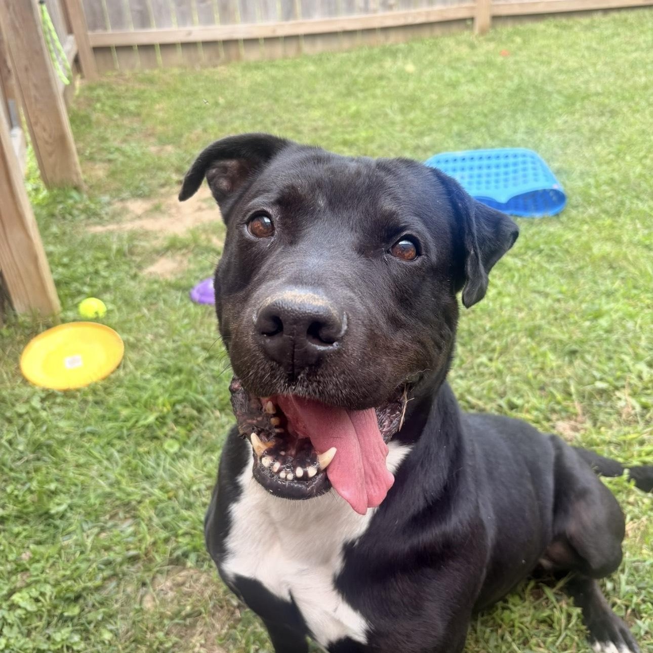Enlarge Panda, a Adoptable mixed breed in Medina, OH image 2/6