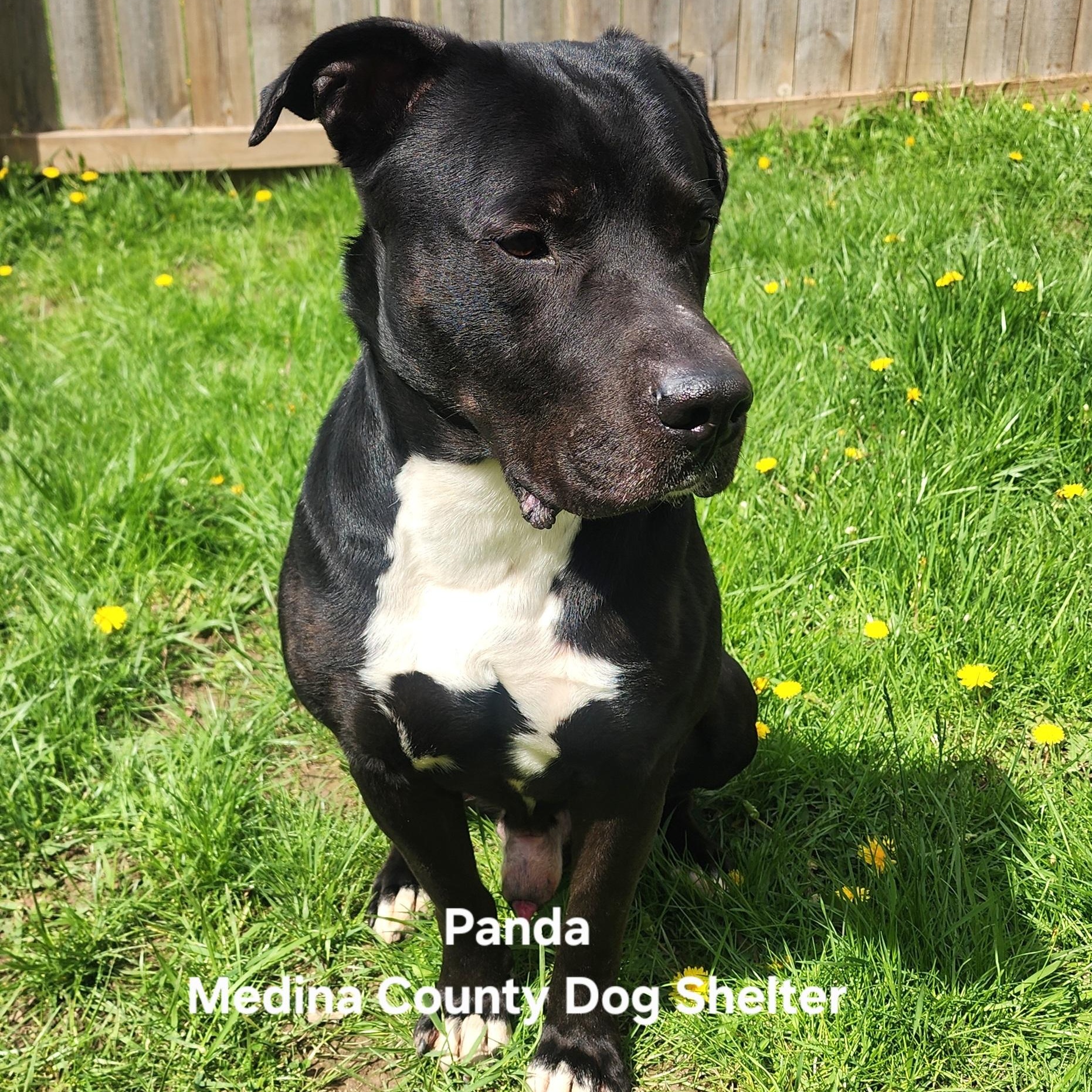 Enlarge Panda, a Adoptable mixed breed in Medina, OH image 3/4