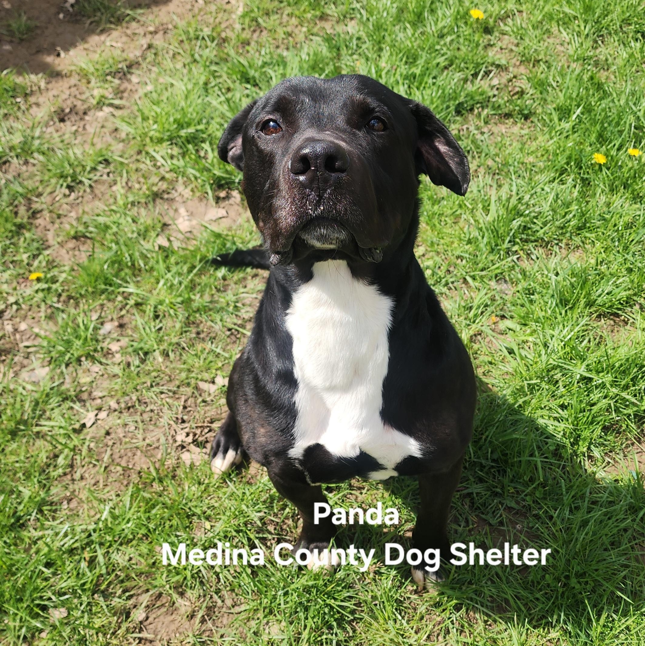 Enlarge Panda, a Adoptable mixed breed in Medina, OH image 2/4