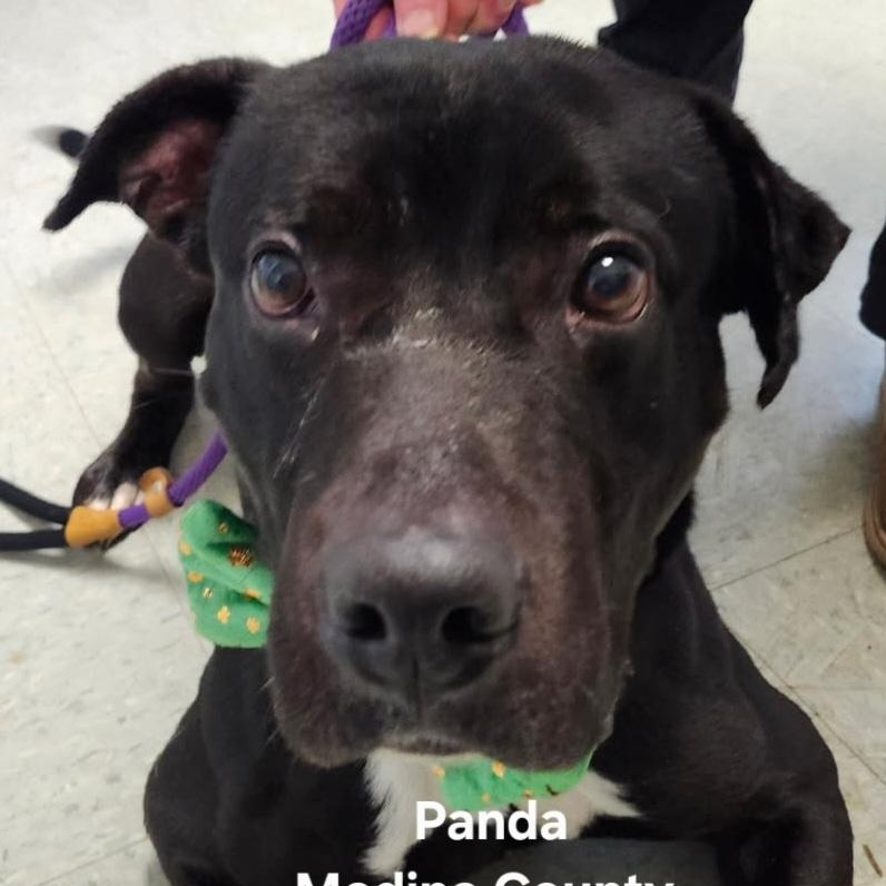 Panda, Adoptable, Adult Male Black Labrador Retriever & Pit Bull Terrier.
