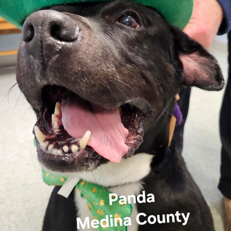 Enlarge Panda, a Adoptable mixed breed in Medina, OH image 1/6