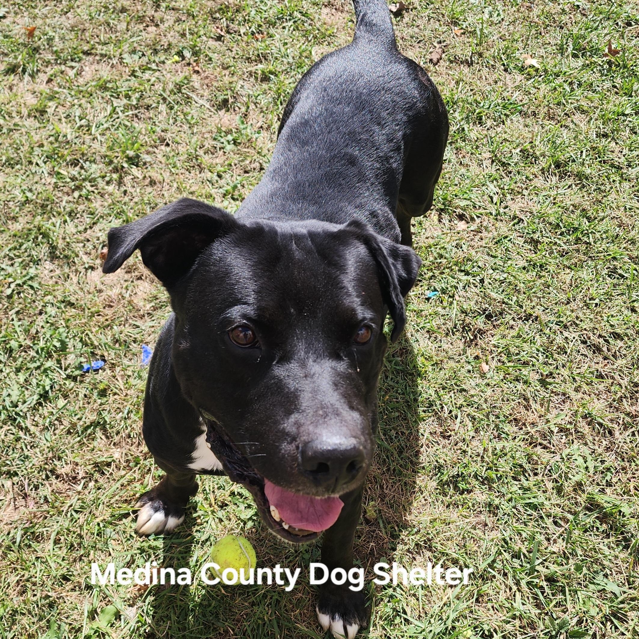Panda, a Adoptable mixed breed in Medina, OH image 6/6