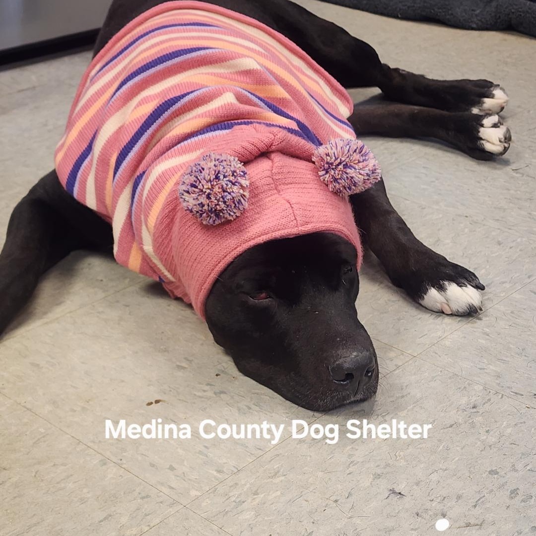 Panda, a Adoptable mixed breed in Medina, OH image 3/6