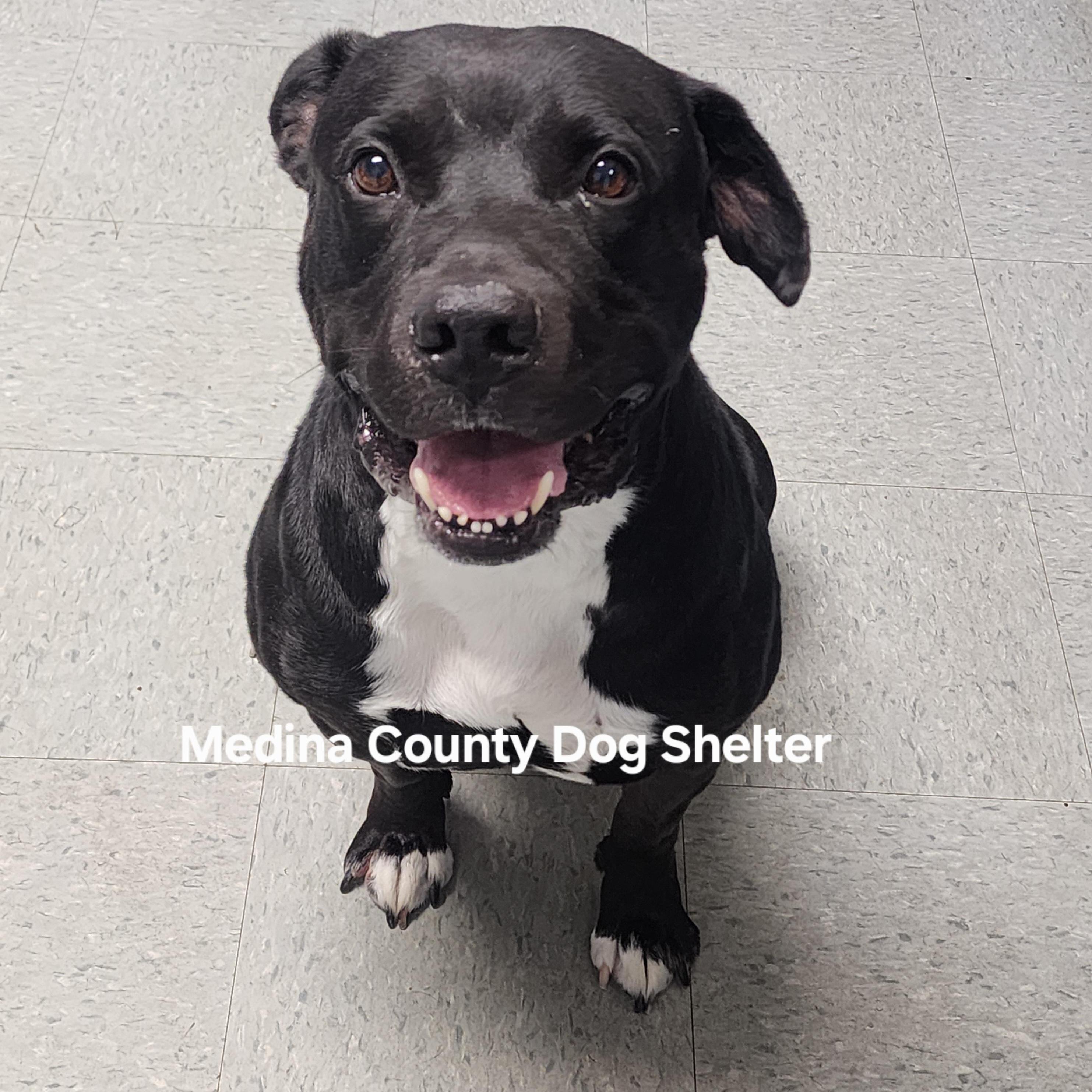 Panda, Adoptable, Adult Male Black Labrador Retriever & Pit Bull Terrier.