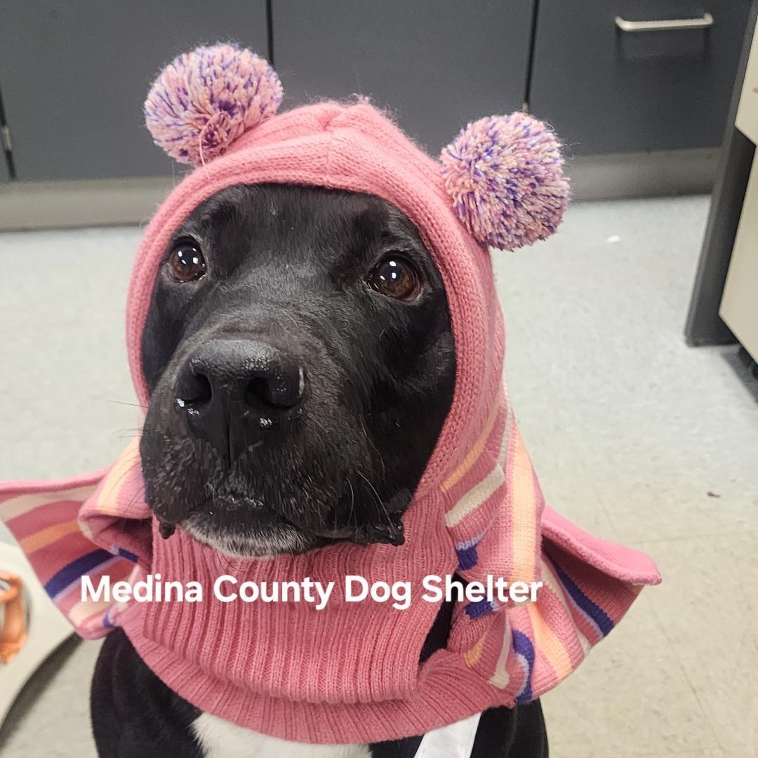 Panda, a Adoptable mixed breed in Medina, OH image 1/6