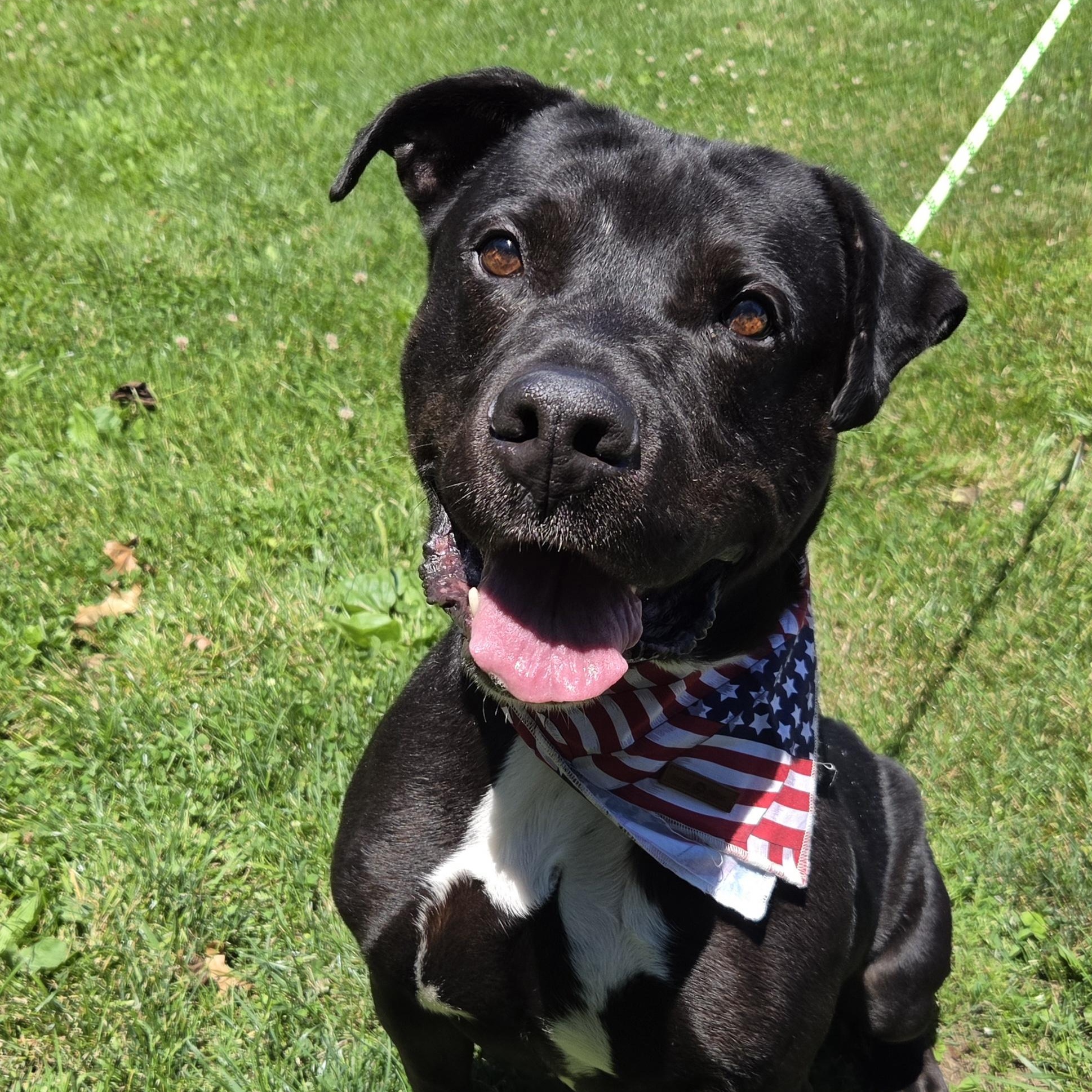Enlarge Panda, a Adoptable mixed breed in Medina, OH image 2/5
