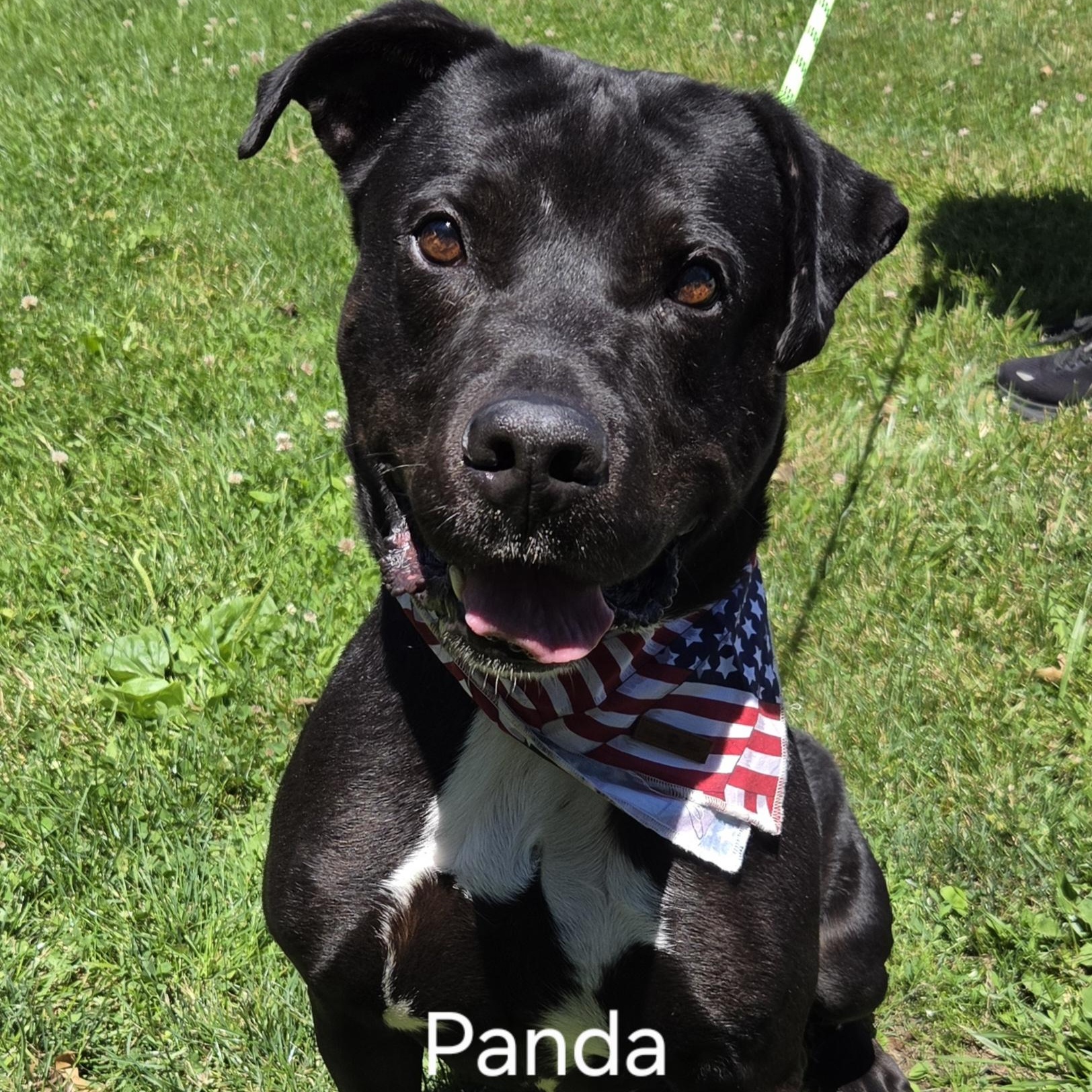 Enlarge Panda, a Adoptable mixed breed in Medina, OH image 1/5