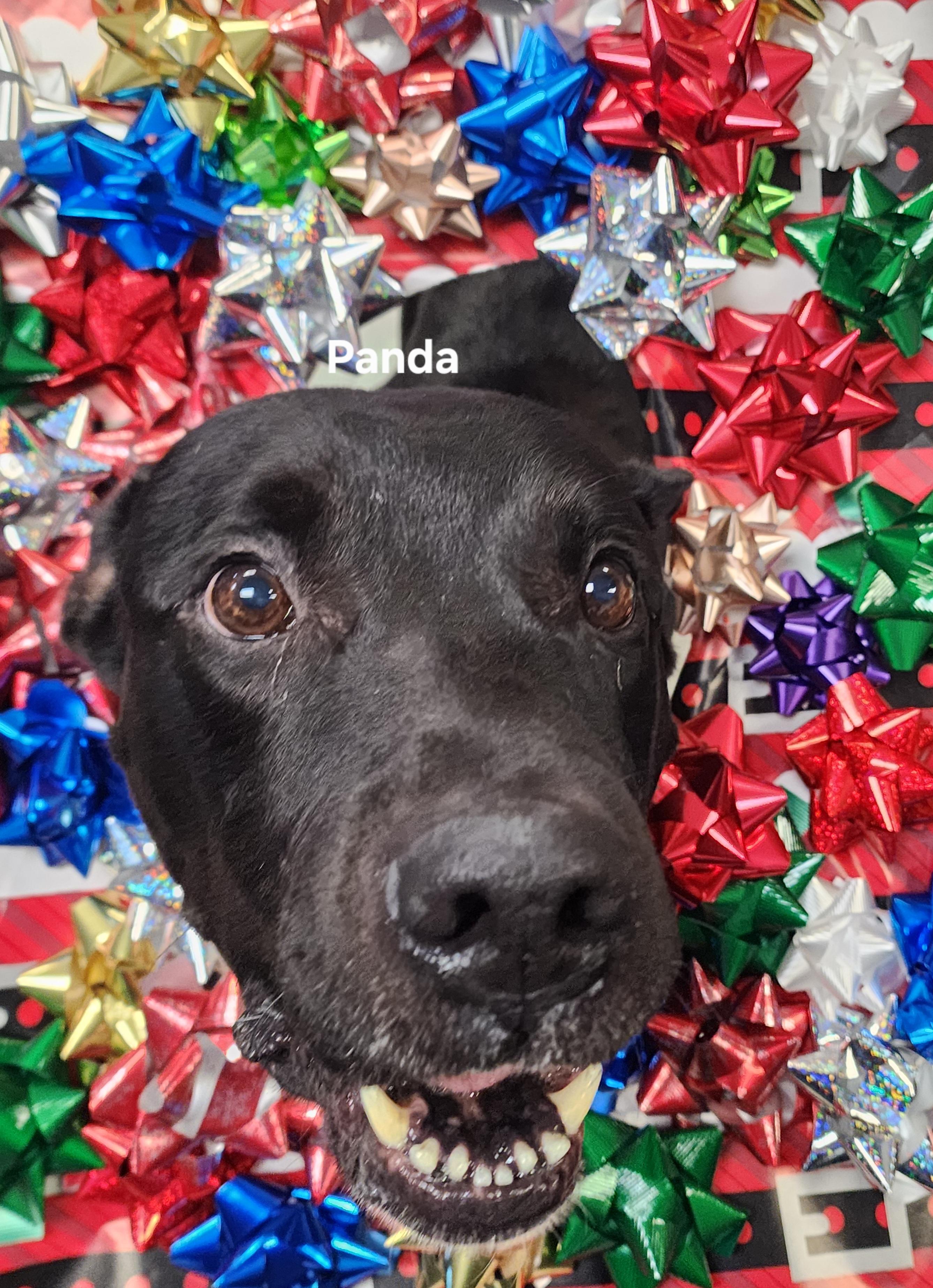 Panda, a Adoptable mixed breed in Medina, OH image 2/6