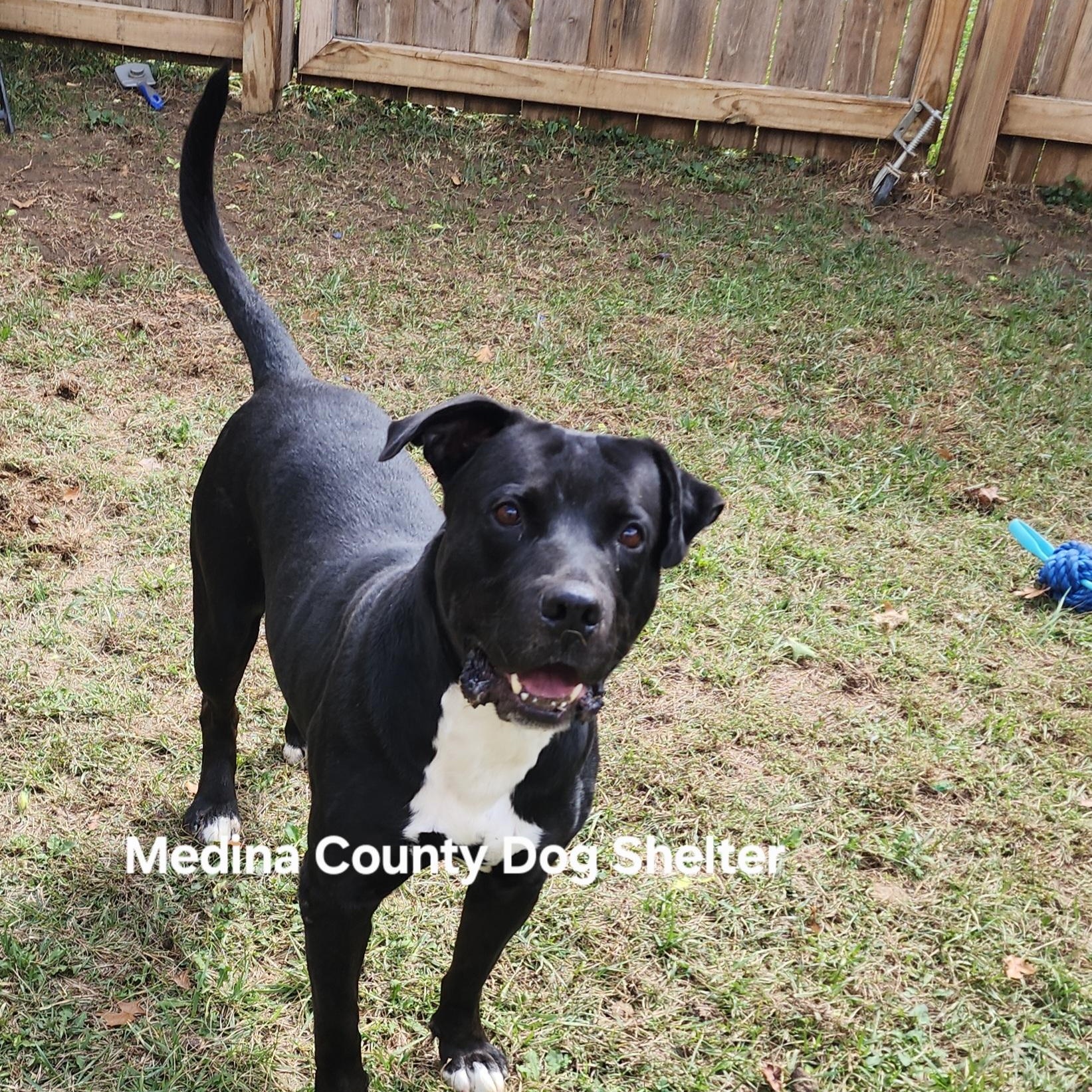 Panda, a Adoptable mixed breed in Medina, OH image 5/6