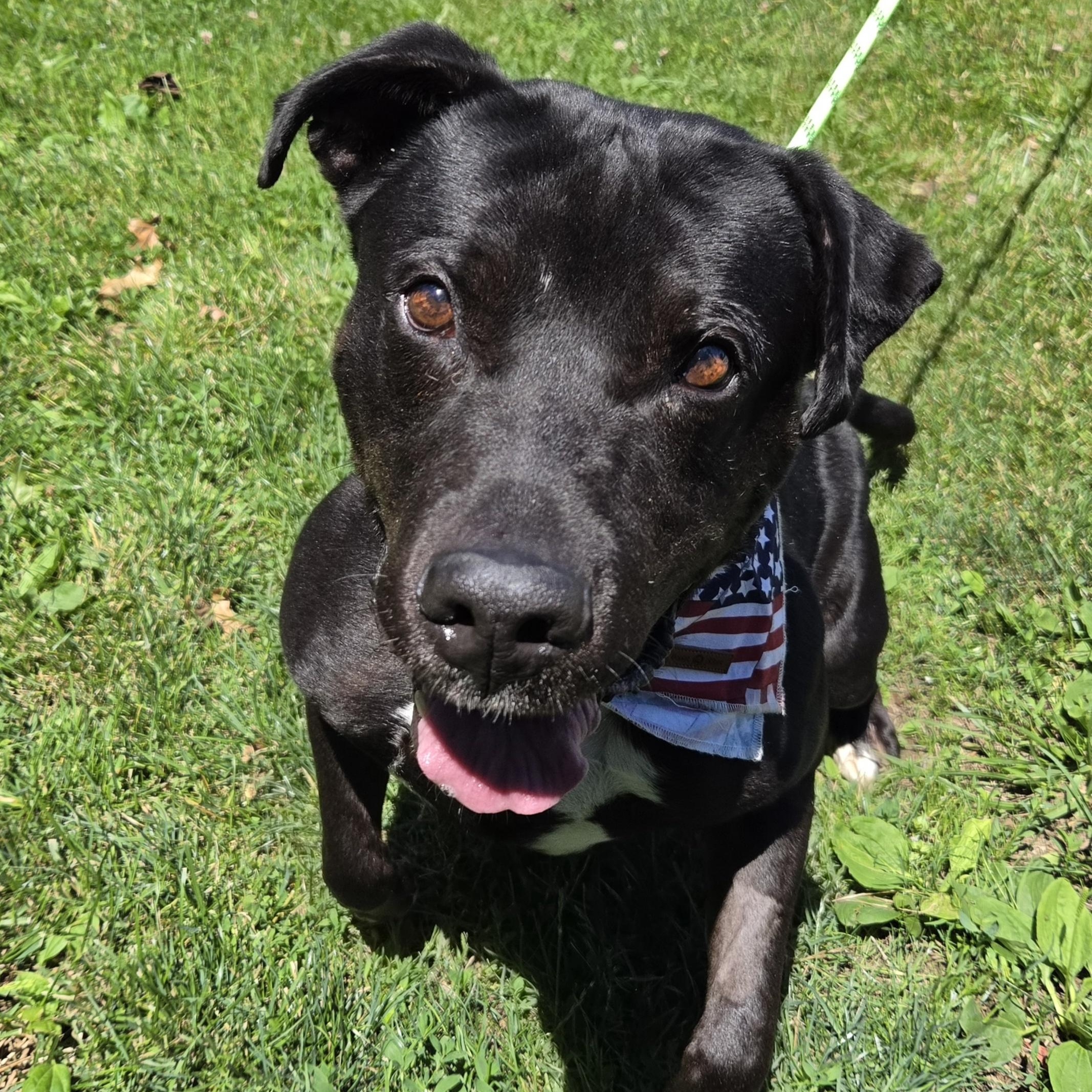 Enlarge Panda, a Adoptable mixed breed in Medina, OH image 3/5