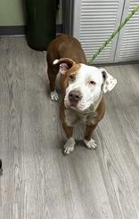 Bridgette, ADOPTABLE, Young Female Mixed Breed.