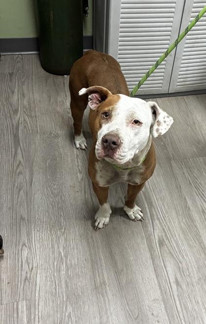 Bridgette, ADOPTABLE, Young Female Mixed Breed.