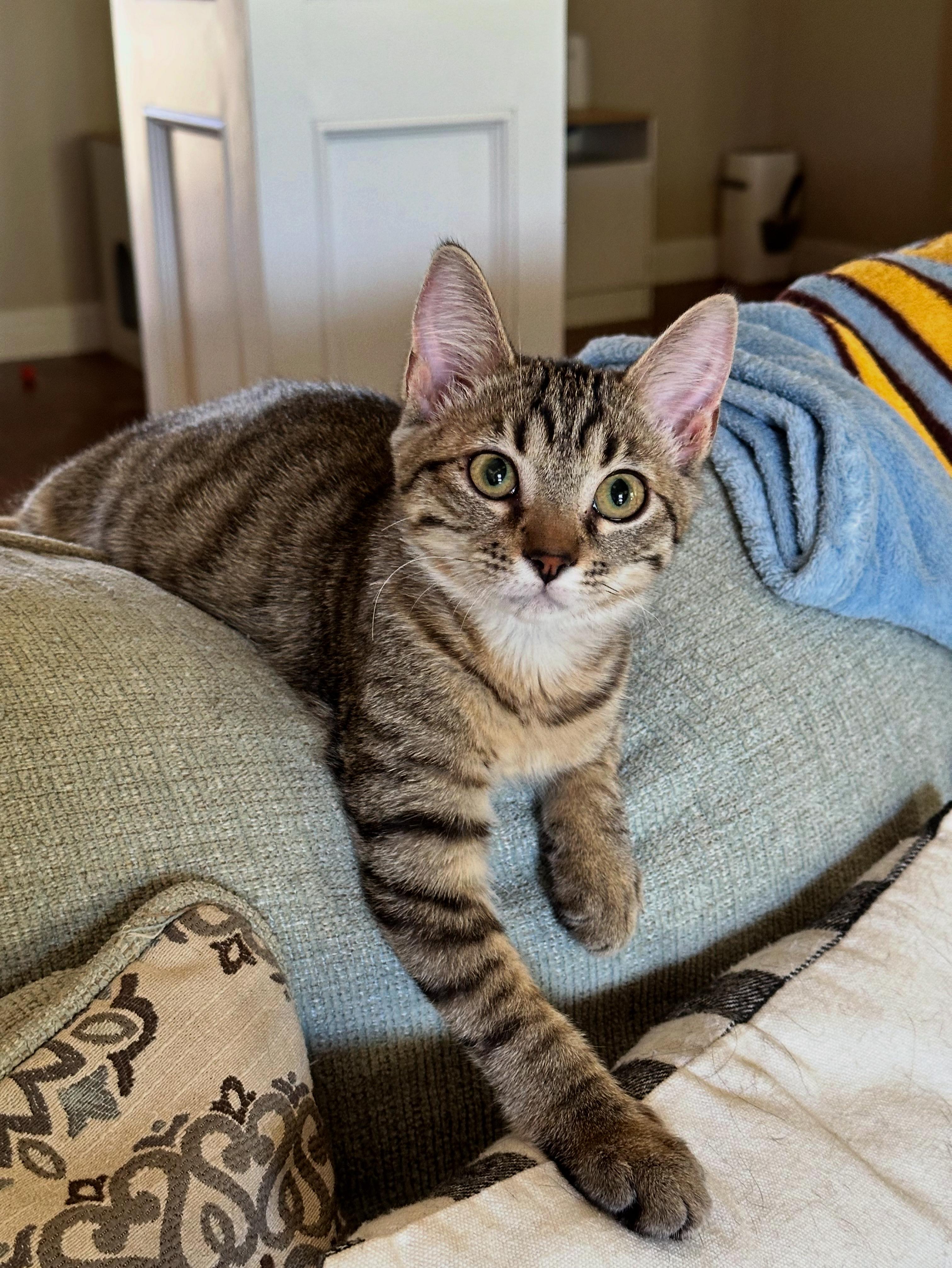 Abigail, Adoptable, Kitten Female Domestic Short Hair.